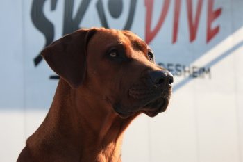 Gheron Platzhund